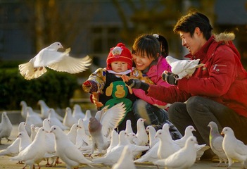 862快乐的鸽子.jpg