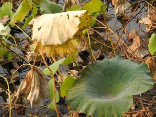 DSCN2649 (65)