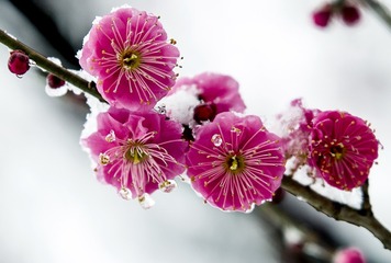 红梅2