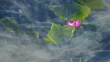 夏荷