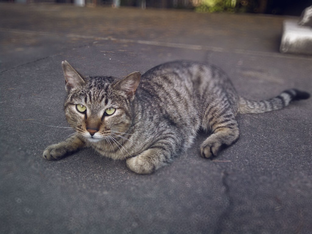 变胖了。