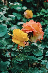 19494903-1AAF-424E-A74E-6D8E682D65E1/L0/001