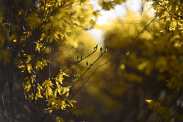 1000041615