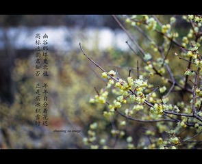 IMG_6995-2_