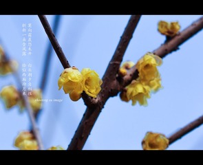 IMG_7013-2_