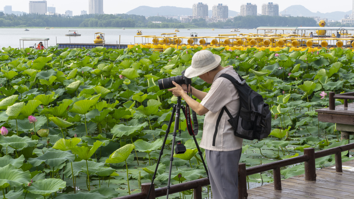 拍荷花的老法师