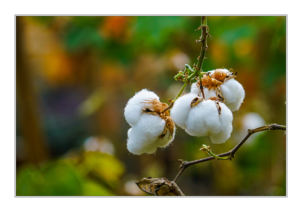 棉花朵朵