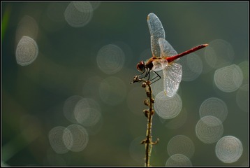 20156082608