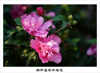 201609153