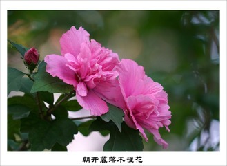 201609155