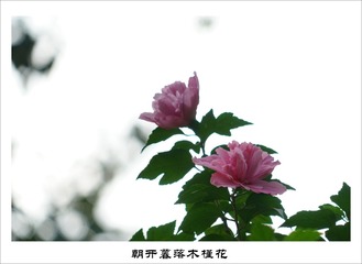 201609159