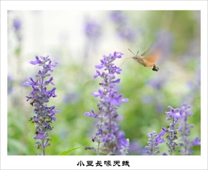 201609277