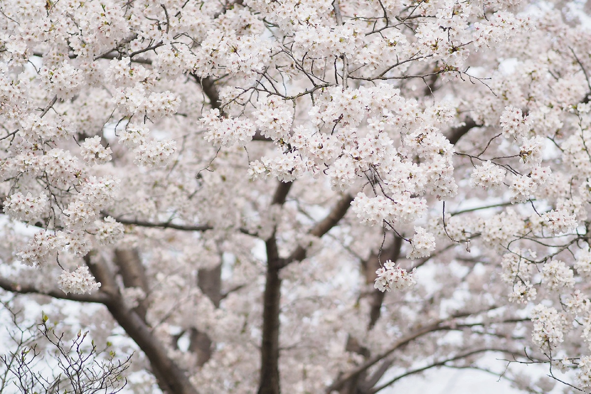 纯洁的粉白色樱花