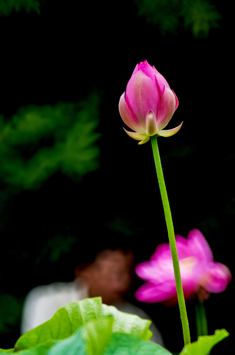 一枝荷花池出淤泥