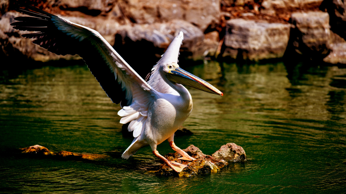 中国鸟类摄影鹈鹕鹈鹕科鹈鹕属动物