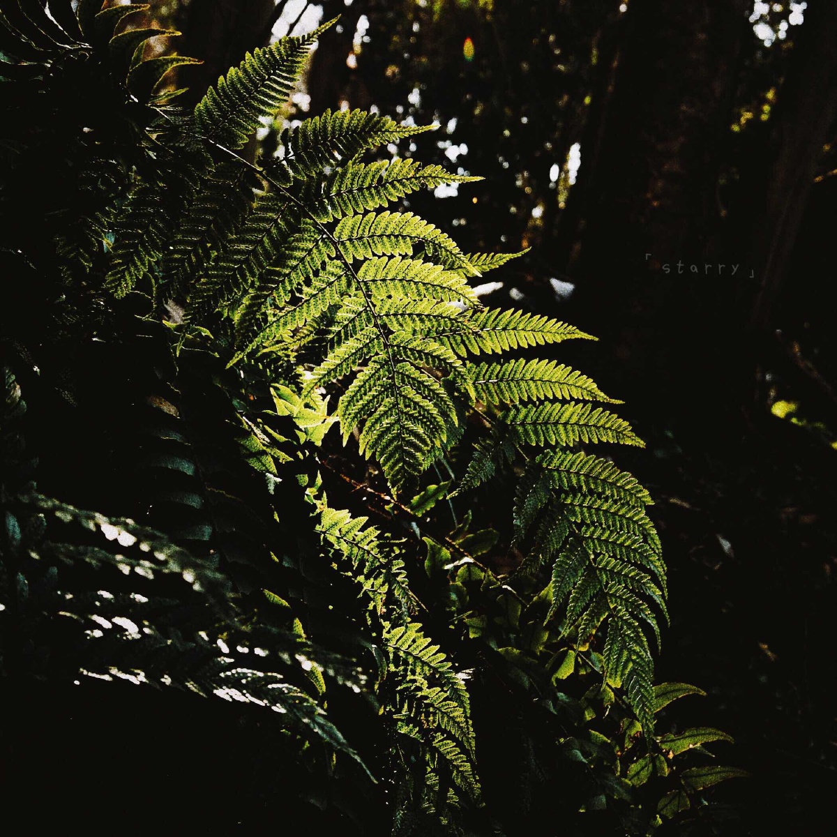 黑暗中透出的光叫希望