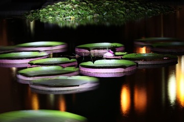 20110905_115