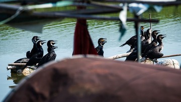 DSC_0816-1