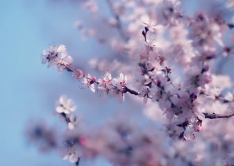 清明