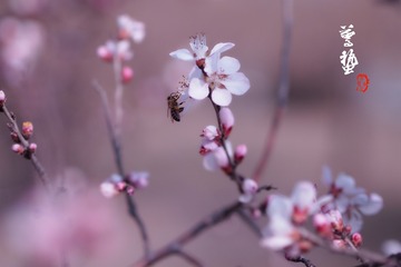 惊蛰