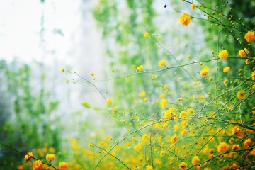 小暑