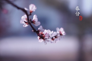 春分