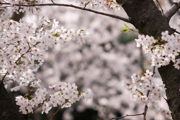 2B7E8DC6-0976-42FC-90D0-F2C7DA4E093F/L0/001