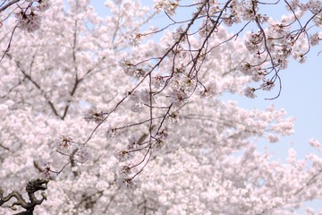 CC2323C6-4DDA-4FB9-91B0-2F4A3DA6D49E/L0/001
