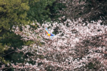 70F64C9A-6A47-46AF-9104-9FE1C9F9FBA6/L0/001