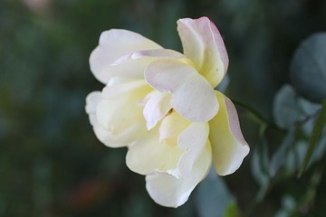 黄山婺源 067
