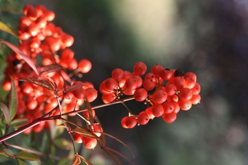 黄山婺源 073