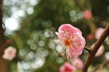 DSC_0680.JPG