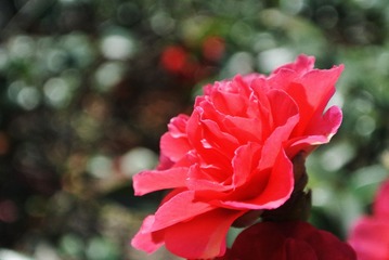 DSC_0750.JPG