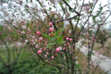 DSC_0915.JPG