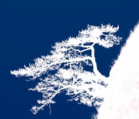 树3