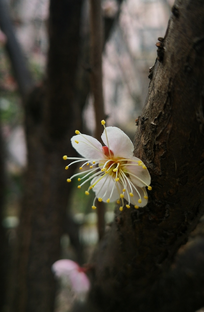 梅,含苞吐蕊,暗香盈袖