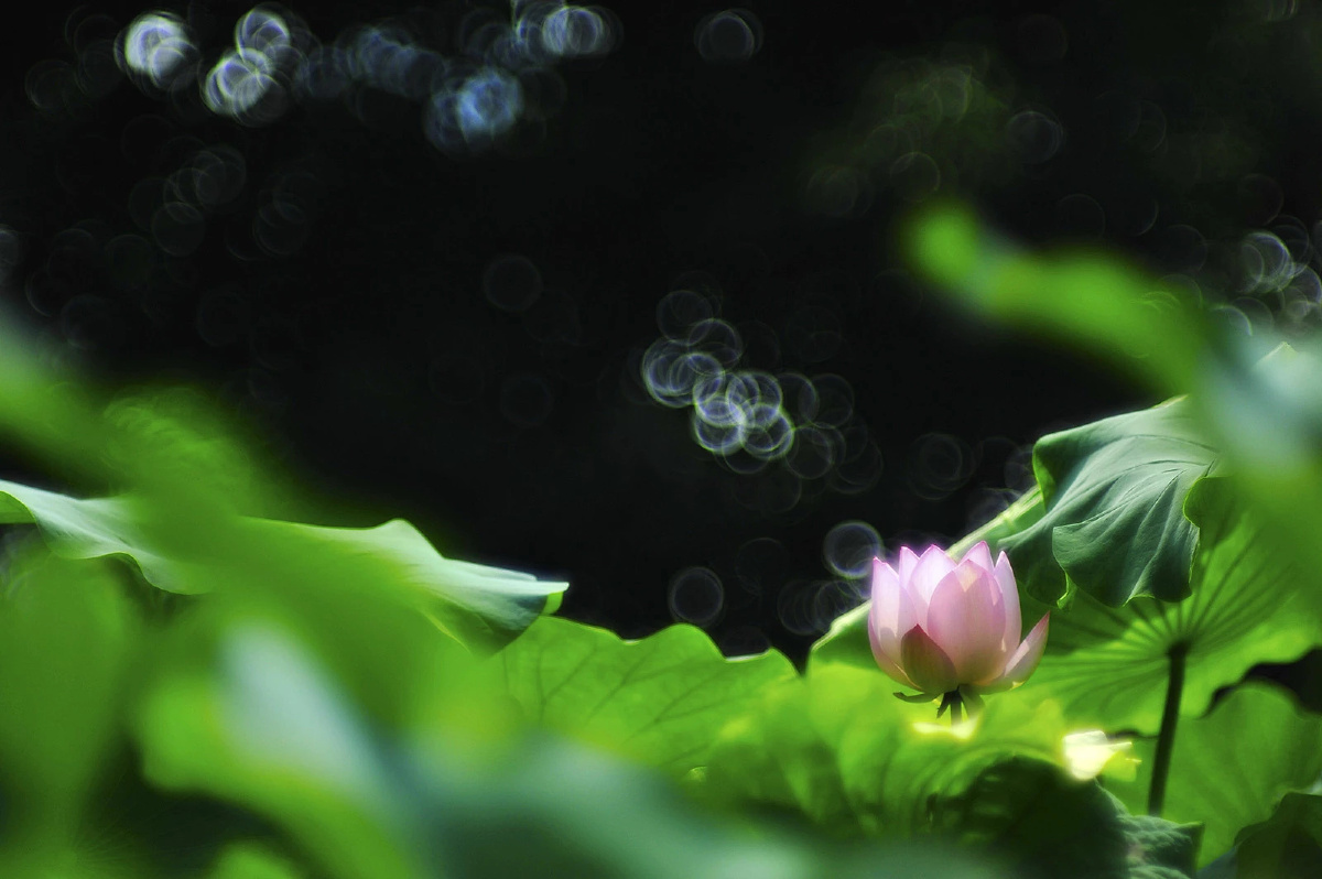 柔焦镜头拍荷花