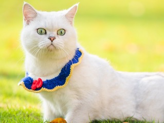 84867