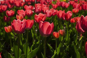 5D6A4634.jpg
