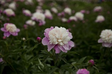 5D6A4897.jpg