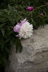 5D6A4898.jpg