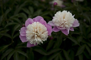 5D6A4899.jpg