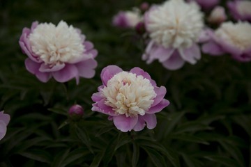 5D6A4901.jpg