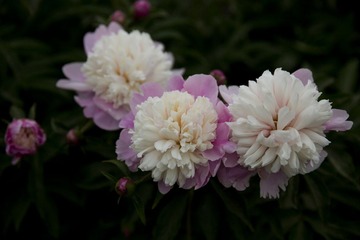5D6A4902.jpg