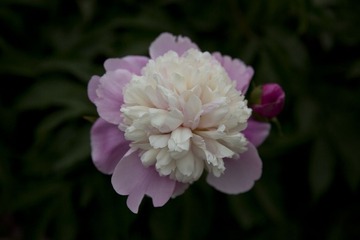 5D6A4905.jpg