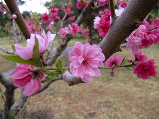 IMG_2488_2