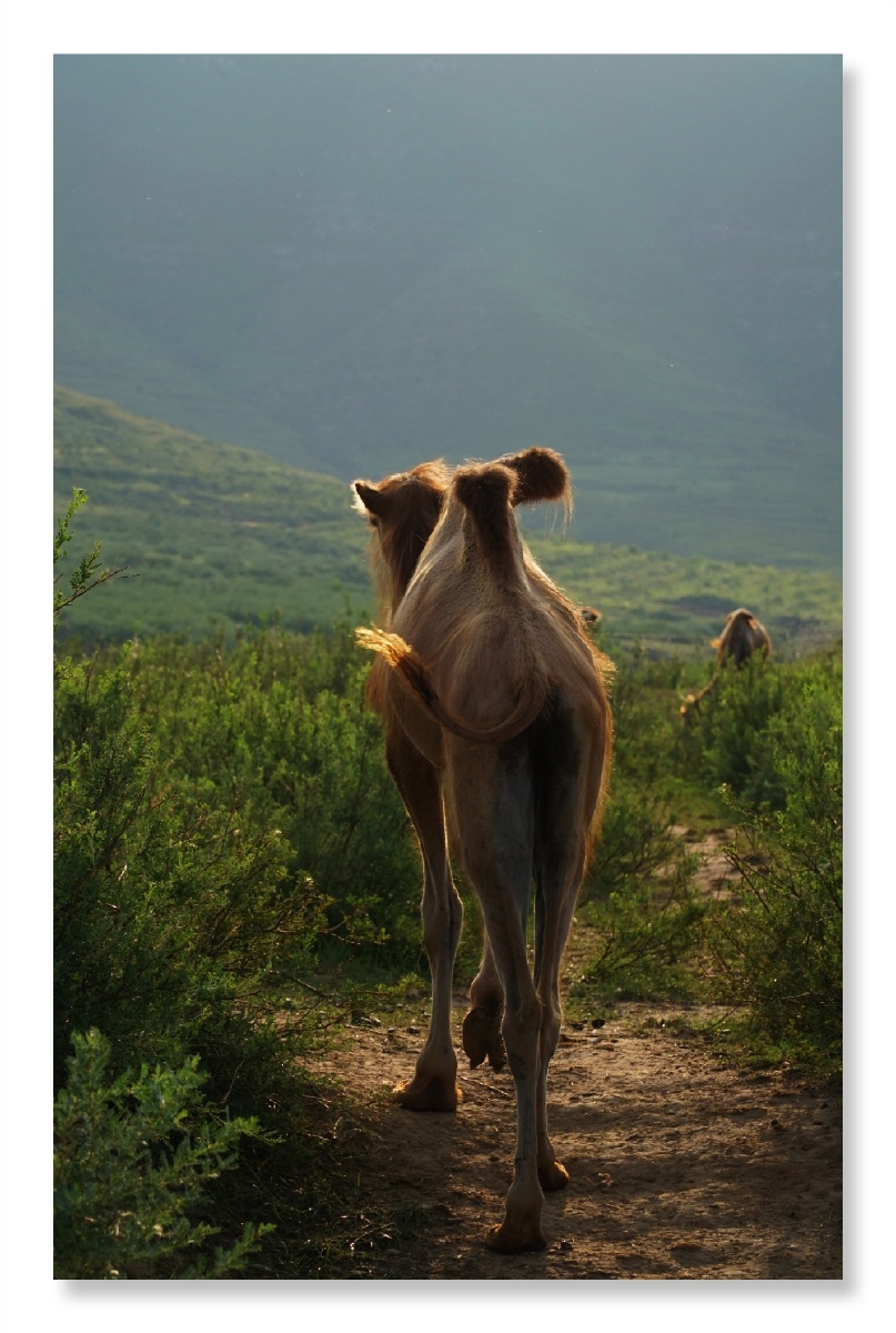 三青梁～骆驼园 - 森林395 - 图虫网 - 优质摄影师交流社区