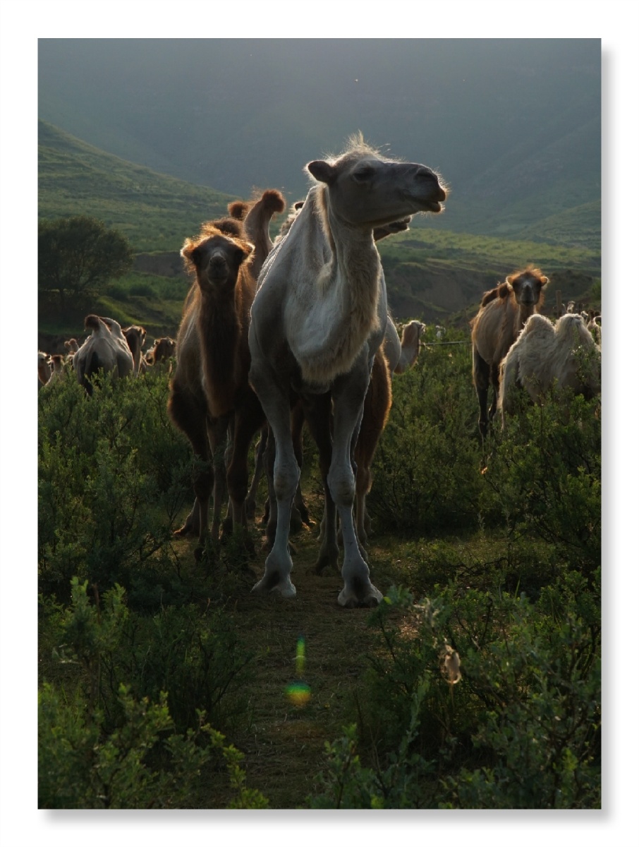 三青梁～骆驼园 - 森林395 - 图虫网 - 优质摄影师交流社区