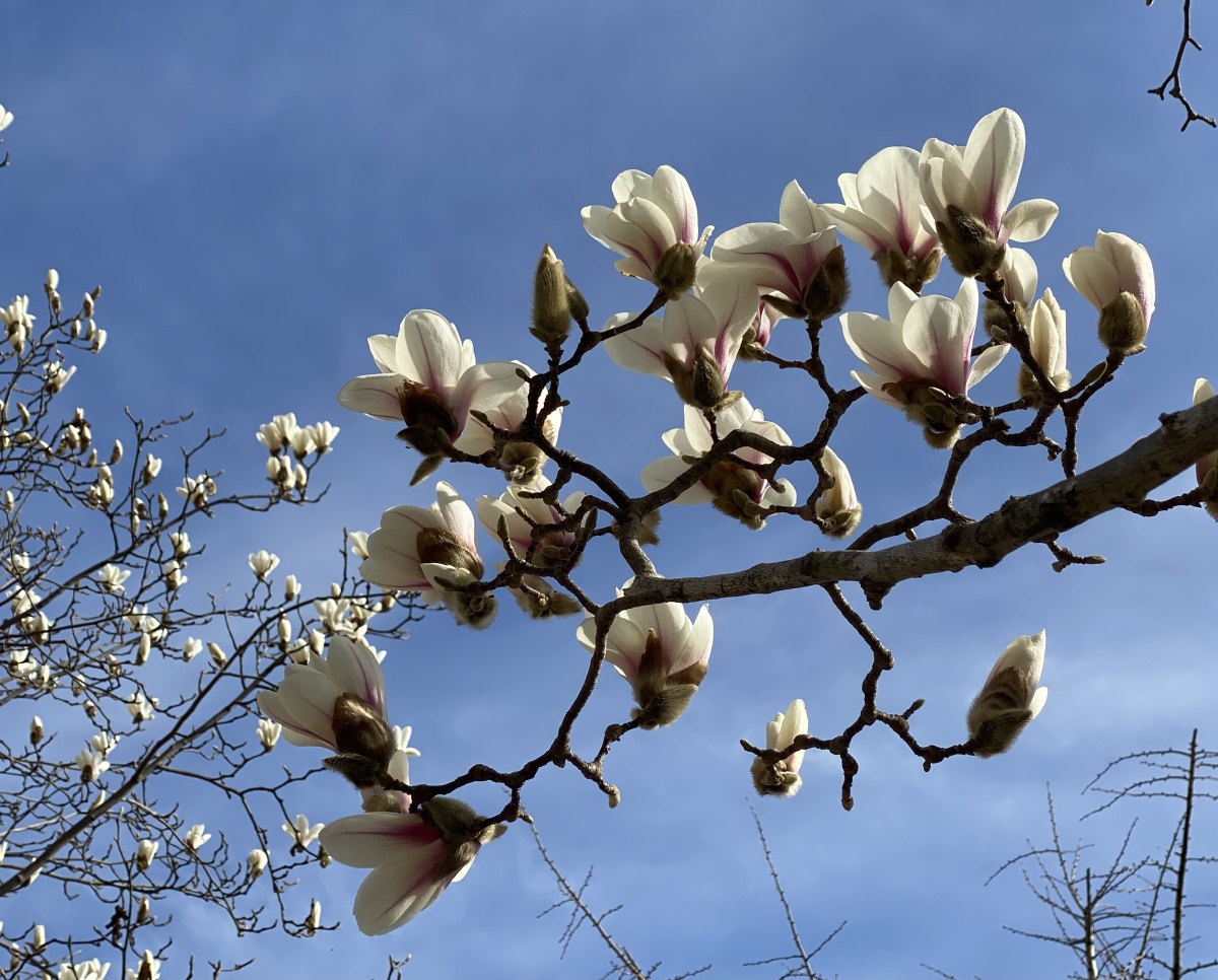 一片玉兰香手机拍摄于大连高新区未名山小区
