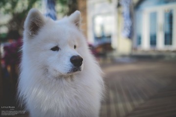 YZ0_0124
